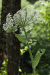 Common cowparsnip